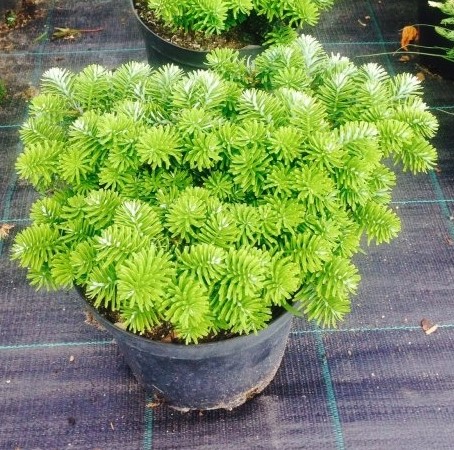 Пихта корейская Бриллиант